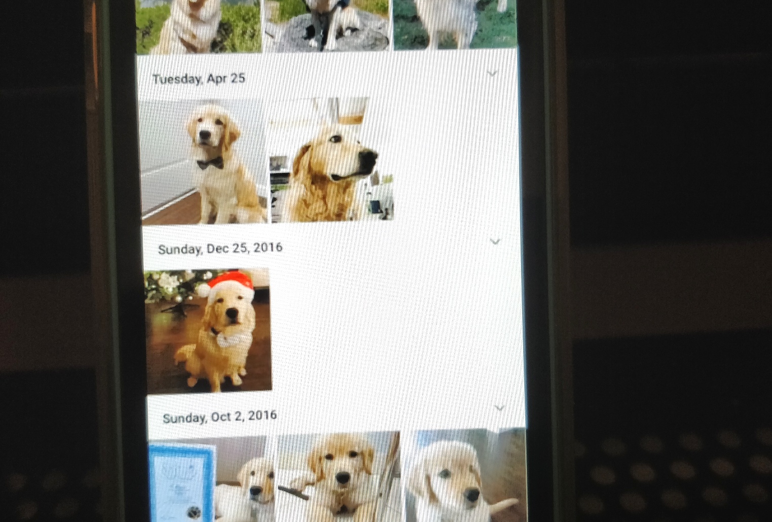 Google Photos can now tell your pet apart from other animals